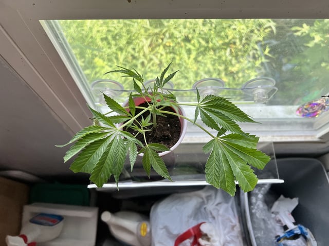 White Widow Auto — vegetative, day 17