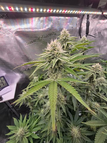 Northern lights #10 (Alaska) — flower, day 66