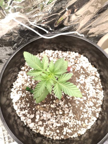 1st Grow - ROYAL MOBY (indoor)(photop.) — vegetative, day 17
