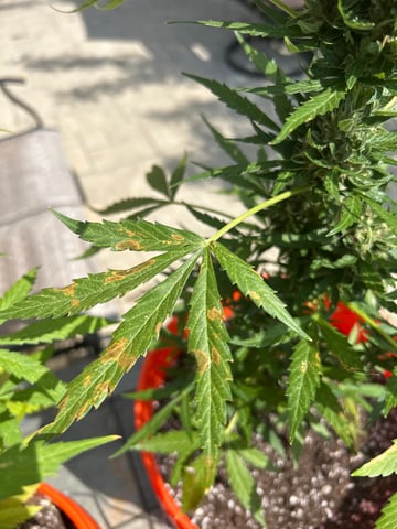 GNOMO Auto  — flower, day 5