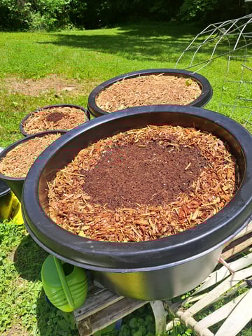 Bucket List Grow #1 — grow_setup, day 1