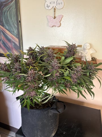 Purple Wedding Glue — harvest, day 45