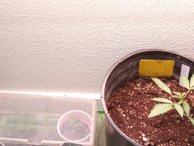 critical purple kush x peyote wifi  in the auto pot system tray 2 grow with added microhazian to the coco coir  — vegetative, day 45