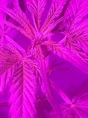 First attempt grow 😶‍🌫️ — vegetative, day 70