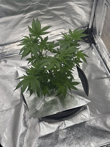 FIRST GROW EVER LETS GO!!!