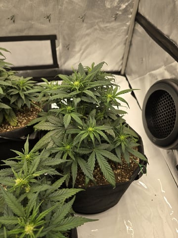 1st Grow 4x4 — vegetative, day 35
