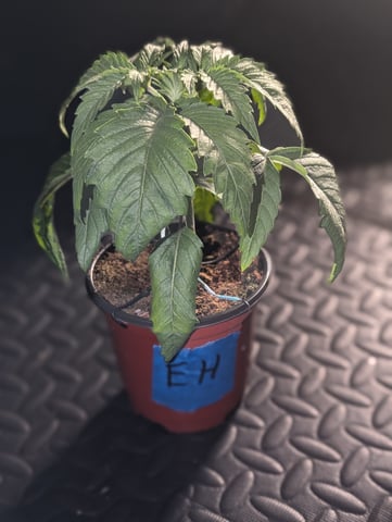 EG/SM/SG/CW — vegetative, day 22