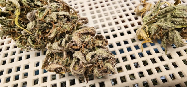 Blueberry  — flower, day 87