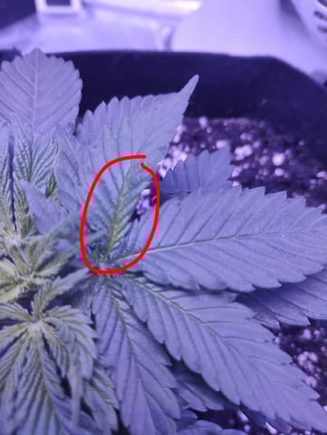 Beginner grower  — vegetative, day 11