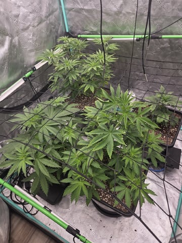 spring indoor 2026 — flower, day 5