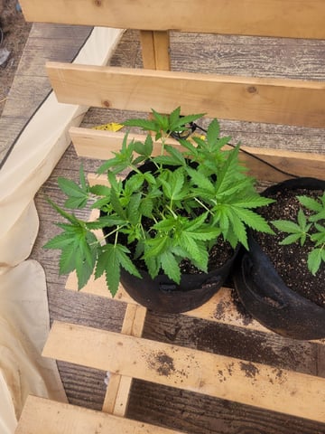 Making Crosses  — vegetative, day 60