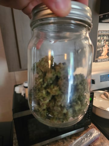 Mango Runtz — harvest, day 88