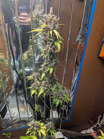 Mendo Frost / Gorilla Cookie / Banana Purple Punch 
