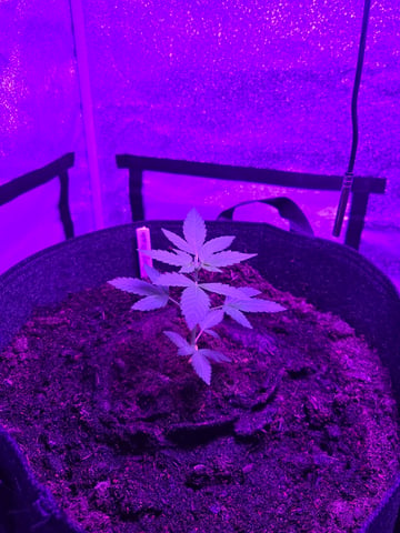 BreezyDiesel2918