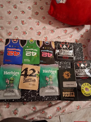 Lemon Cherry Cookies, Purple Haze and Strawberry Gorilla Grows — flower, day 104