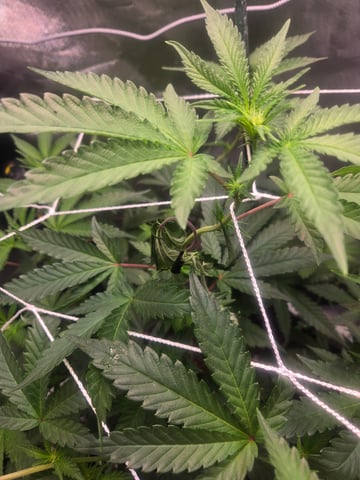 Looking for advice! — flower, day 56