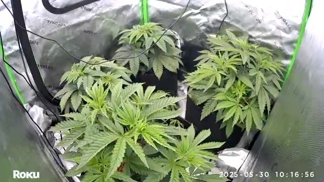 Money grow — vegetative, day 12