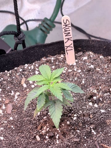 4’x8’ Grow1 — seedling_rooting, day 1