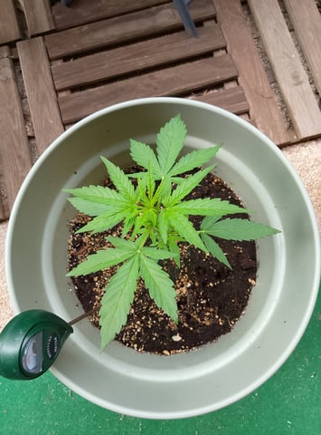 epsilon f1 — vegetative, day 10