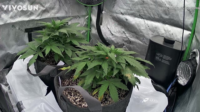 Ztrawberriez (Auto) 2026 - 1 — vegetative, day 33