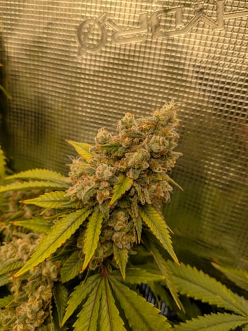 1st grow continued  — flower, day 58