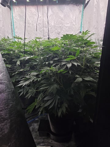 Relentless Genetics Trop Cherry S1 — flower, day 39