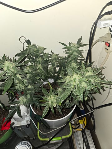 high octane x holy grail  — auto, day 27