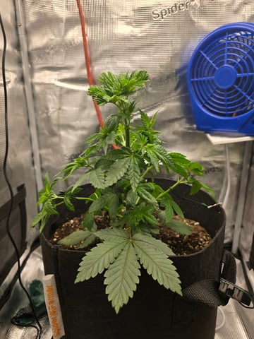Northern lights #10 2nd plant (Selkies) — vegetative, day 27