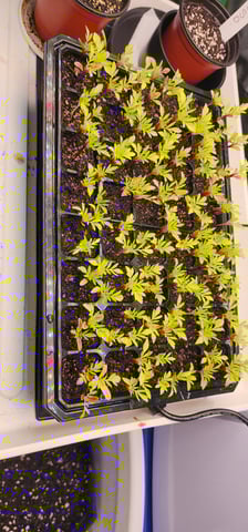 Here We Grow... — seedling_rooting, day 19