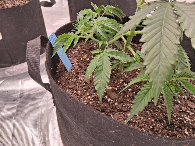 Seedman mix auto & seedman mix auto & GodFather OG — vegetative, day 28