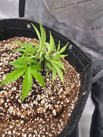 cherry pie auto — vegetative, day 43