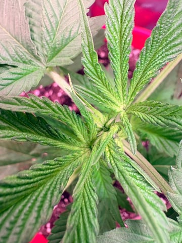 Archived Grow — none, day 13