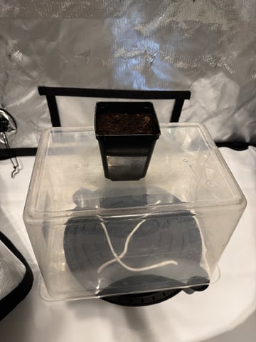 Gas Man #1 — grow_setup, day 3