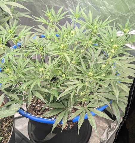 Mixed Grow — grow_setup, day 48