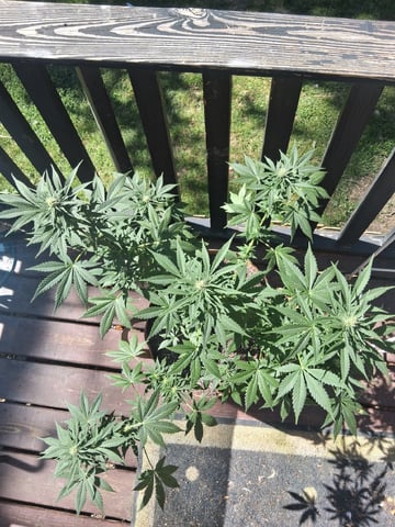 First Indoor Grow  — flower, day 74