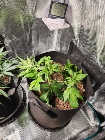 Autoflower grow. my first grow  — flower, day 41