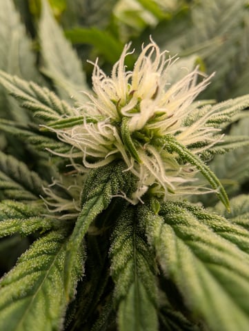 First Legal Grow — flower, day 106