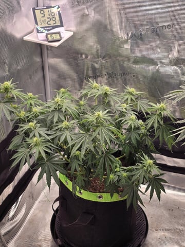  1 Blue Zushi x Venom & 1 Jack Here x Strawberry Cookies OG — flower, day 61