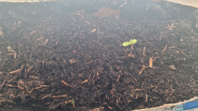 first plant — seedling_rooting, day 4