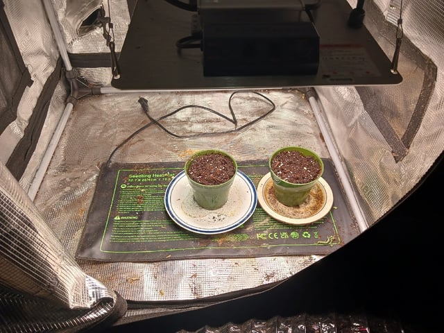 9lbhammer feminized  — seedling_rooting, day 1