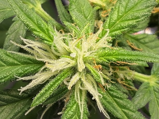 STELLA — flower, day 73