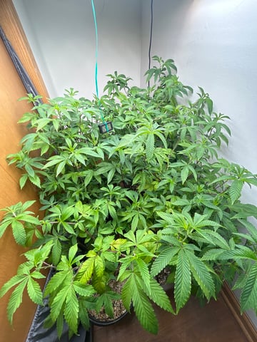 Marshmallow Mountain  — vegetative, day 1