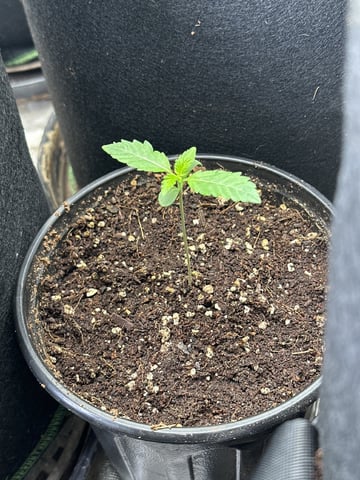 Super Boof  — seedling_rooting, day 12