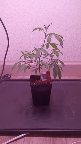 FKAFL — vegetative, day 9