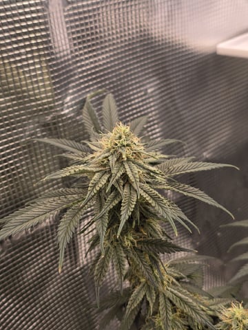  1 Blue Zushi x Venom & 1 Jack Here x Strawberry Cookies OG — flower, day 74