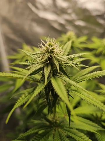 Jenny Kush photoperiod — flower, day 110