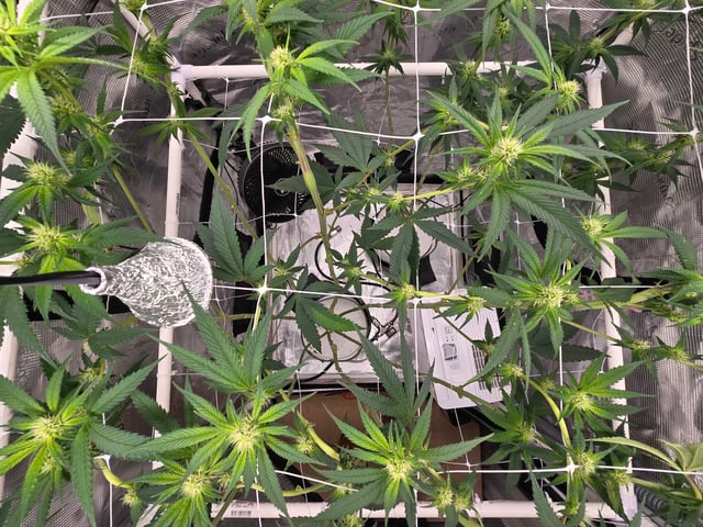 Grow 3 — flower, day 22