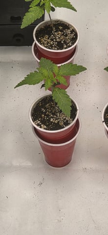 Maple Nectar  — seedling_rooting, day 15