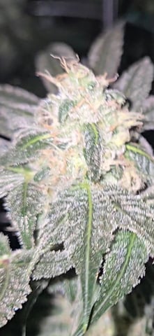 fruitstripe-x-breathworks VS Tropical cherry vs kush cake. vs og haze — flower, day 94