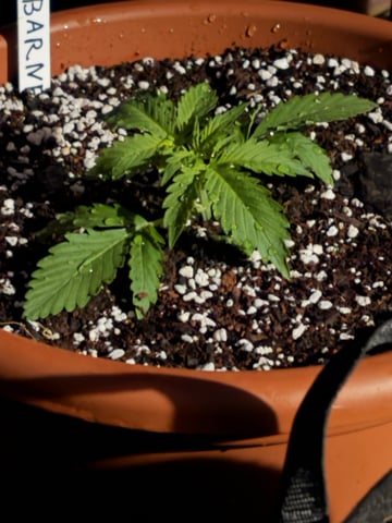 Rc Exotics — vegetative, day 18